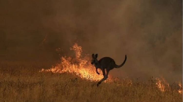 Incendios en Australia no dan tregua