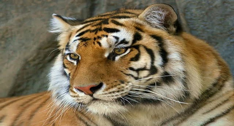 Comienza la era del felino, medio país tiene que tragarse ese sapo 1 Comienza la era del felino, medio país tiene que tragarse ese sapo 1